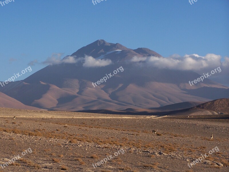 Llullaillaco Vicuña Vicunas Mountain Volcano