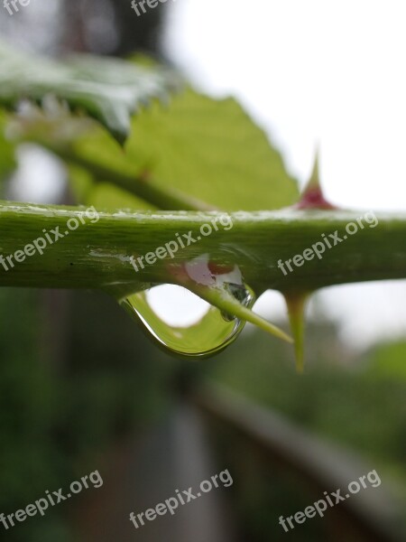 Thorn Nature Plant Rose Dew