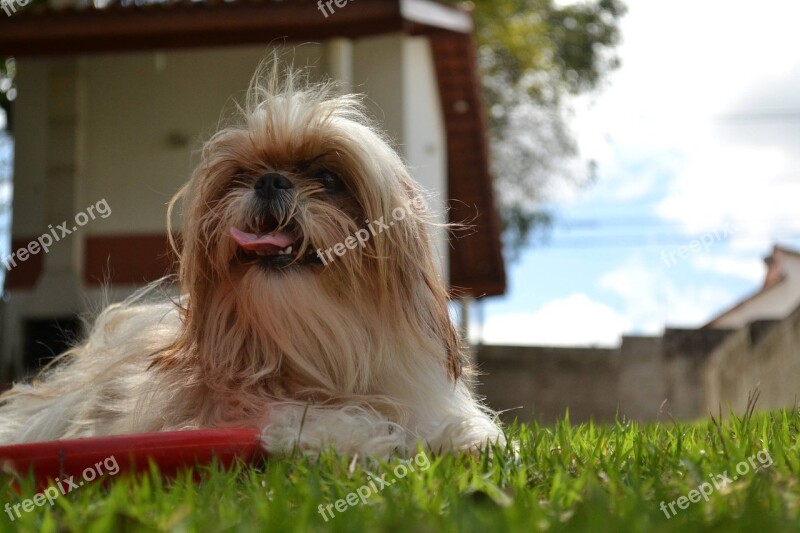 Shih Tzu Dog Domestic Animals Looking Canine