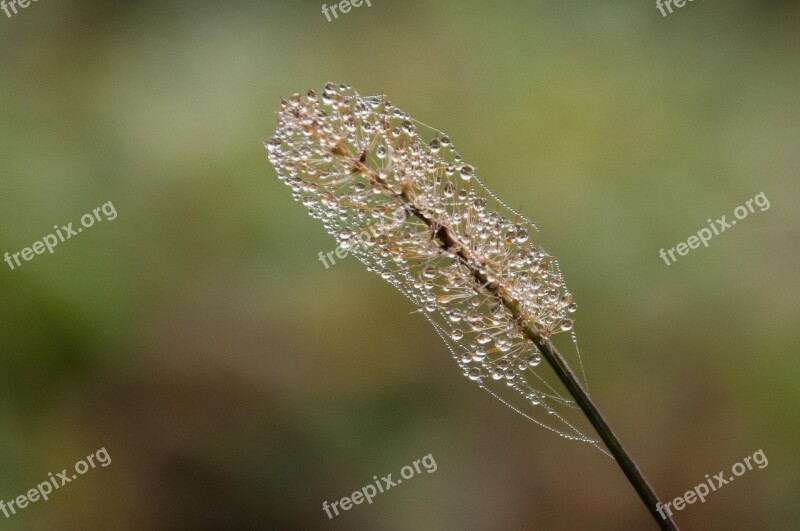 Dew Plant Dewdrop Morgentau Free Photos