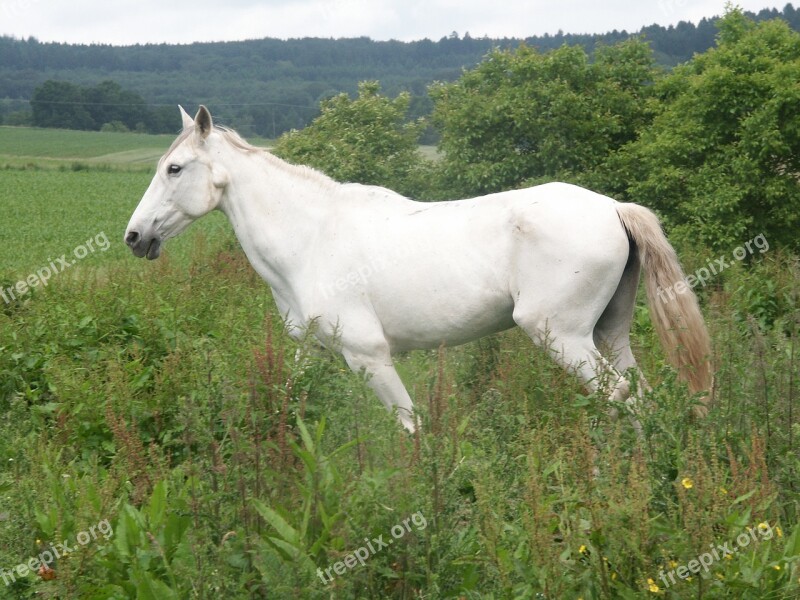 Horse White Mold Pasture Free Photos