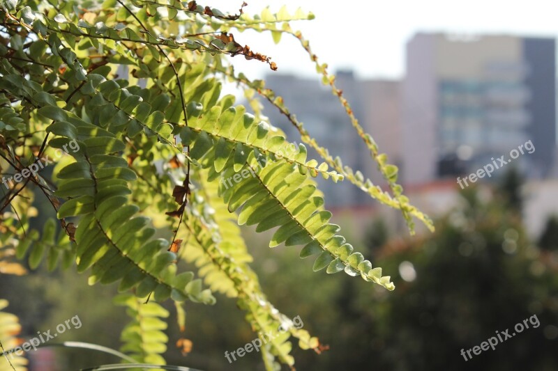 Plant Garden Balcony Green Flowers