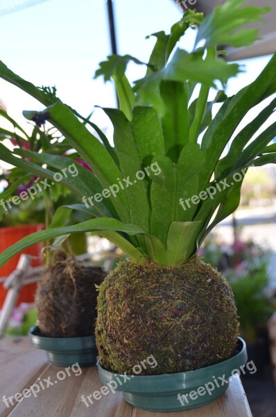 Kokedama Florist Spring Free Photos