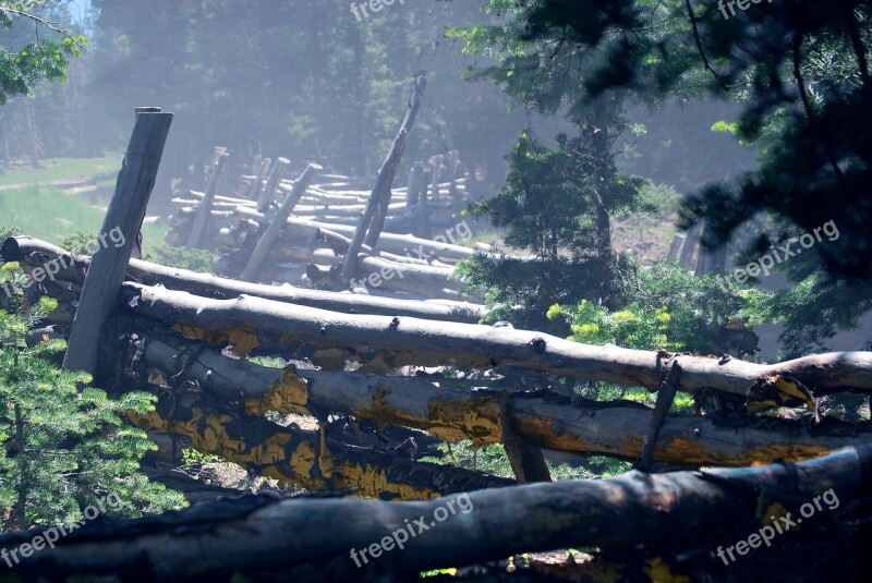 Forest Foggy Scene Wood Log