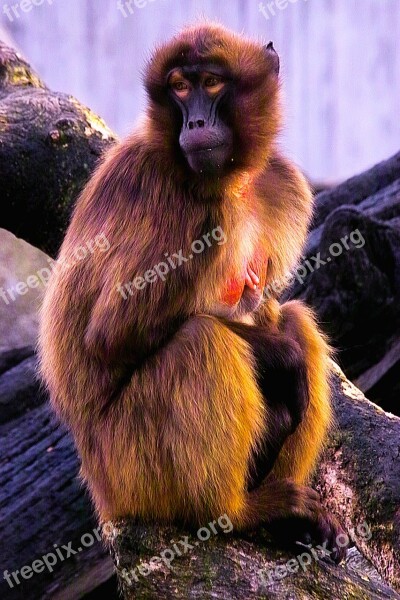 Baboon Monkey Animals Free Photos