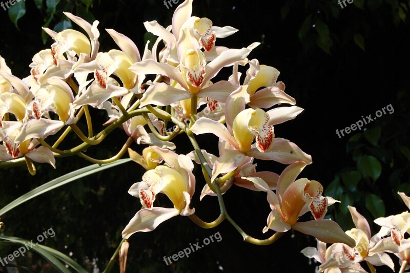 Flower Orquidea Arrangement Spring Nature