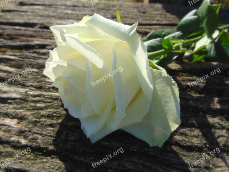 Rose White Blossom Bloom Nature