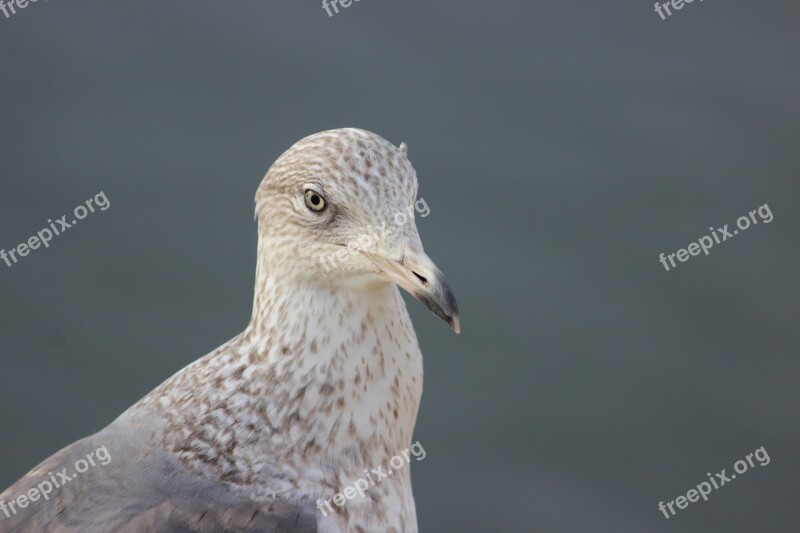 Seagull Peak Eye Sea Bird Ave