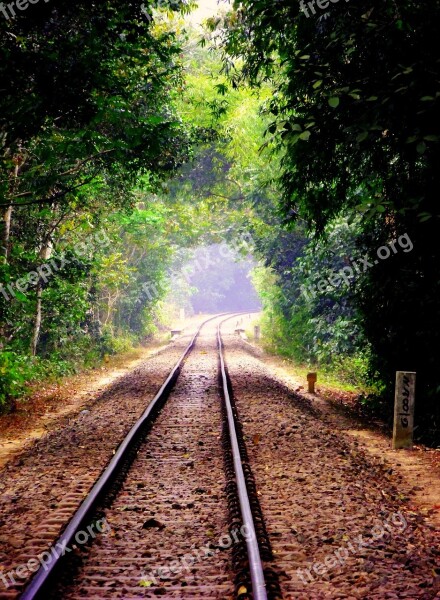 Nature Tree Rail Track Forest Green