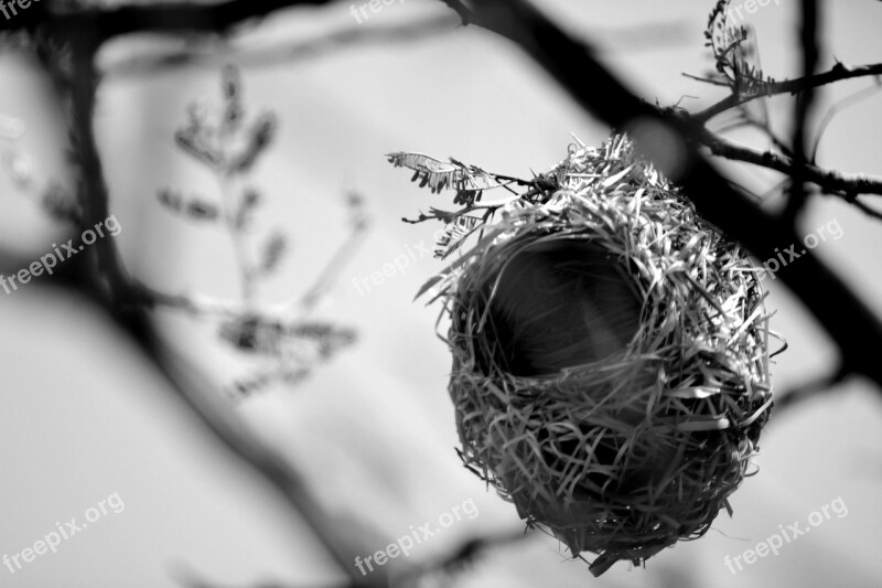 Birds Nest Shelter Nature Home Free Photos