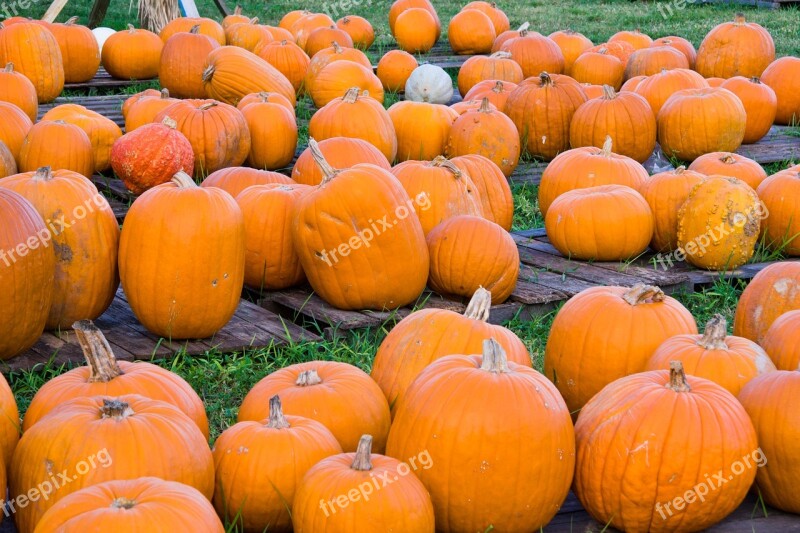 Pumpkin Pumpkin Patch Harvest Fall Autumn