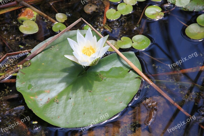 Lake Rose Water Light Lake Nature