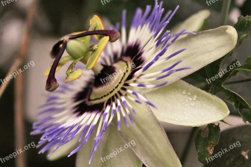 Passionflower Nature Passiflora Exotic Tropical