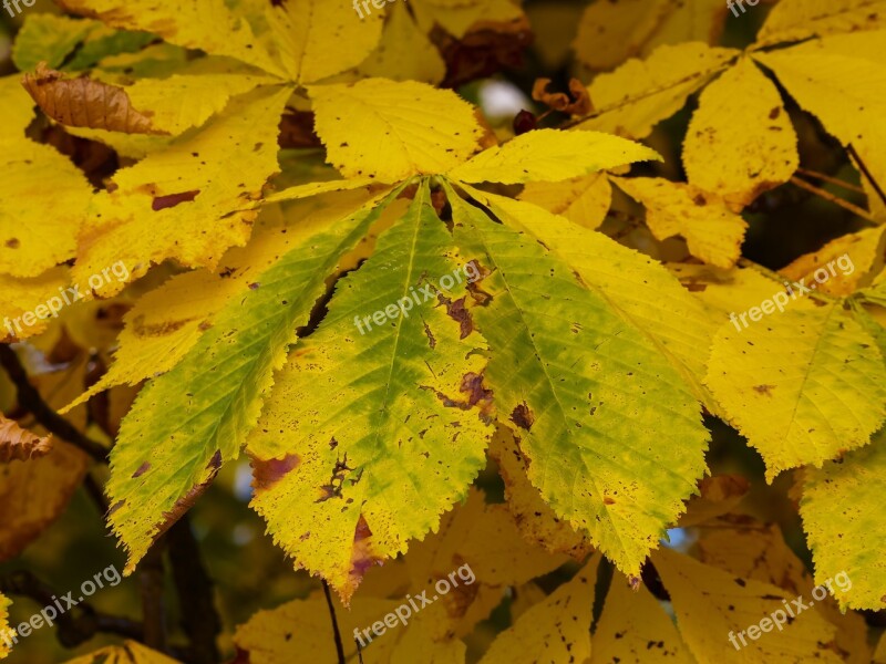 Fall Colors Autumn Leaves Fall Colorful Leaves