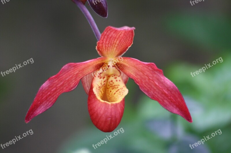 Orchid Flower Detail Wisley Garden Botany