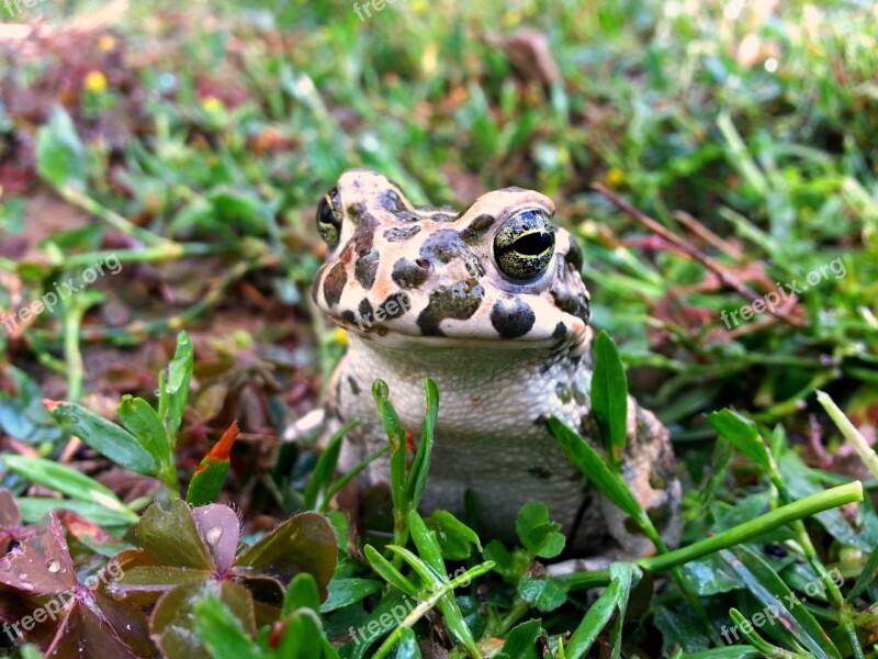 Frog Nature Animal Amphibians Toad