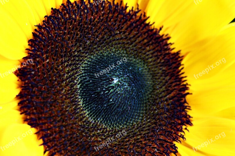 Sunflower Nature Yellow Flower Plant