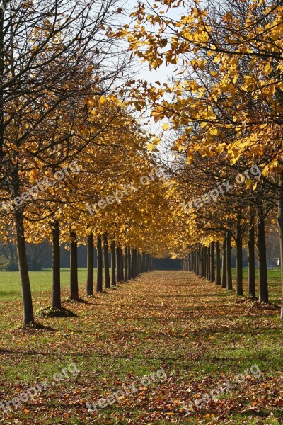 Autumn Leaves Leaf Colors Yellow