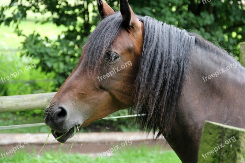 Horse Brown Brown Horse Horse Head Hanoverian