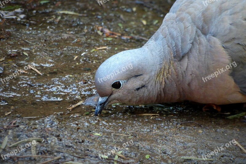 Bird Ave Animal Water Nature