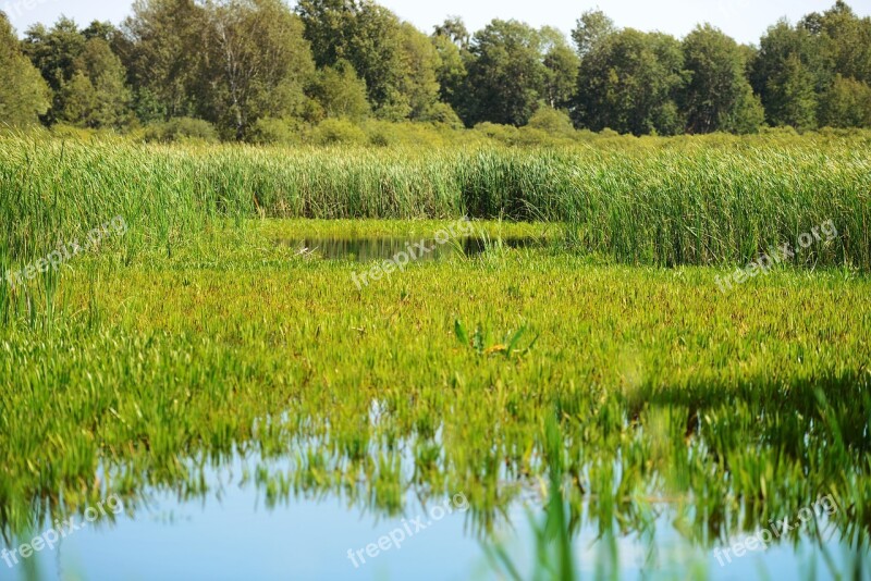 Lake Rushes Swamp The National Park Nature