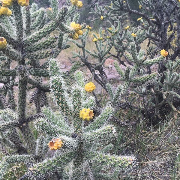 Cholla Cactus New Mexico Desert Cacti