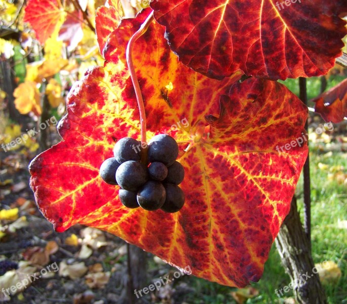 Autumn Ripe Grape Colorful Vine Leaves Free Photos