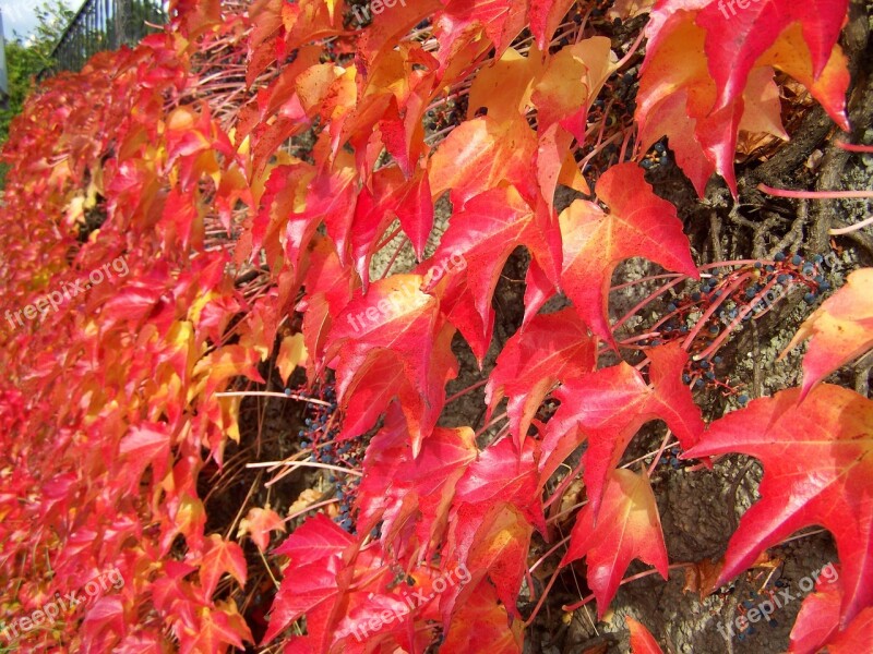 Wild Grapes Creeping Plant Autumn Colors Free Photos