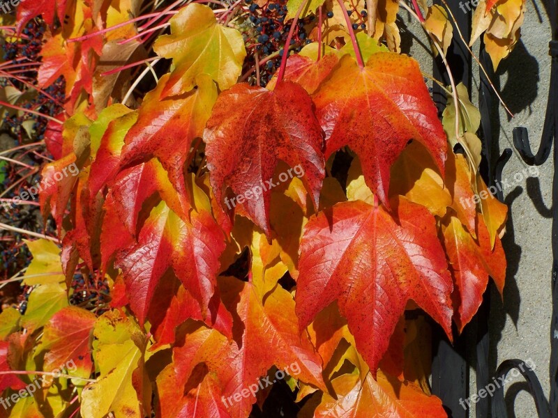 Wild Grapes Autumn Leaves Autumn Colors Free Photos