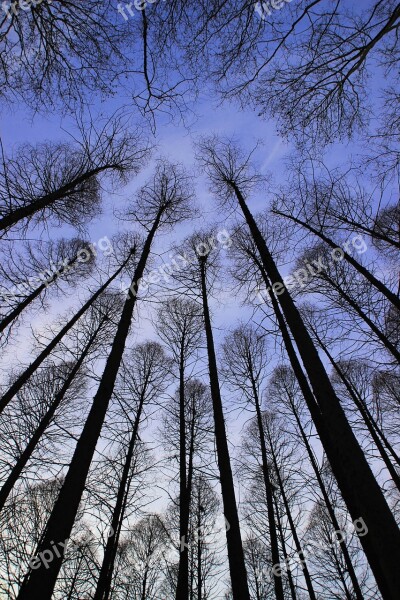 Metasequoia Tree Sky Evening Look Up