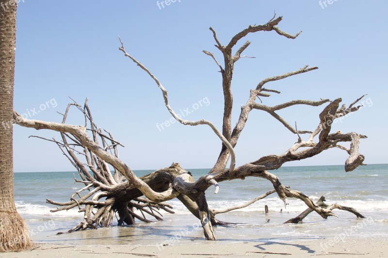 Beach Edisto South Carolina Salt