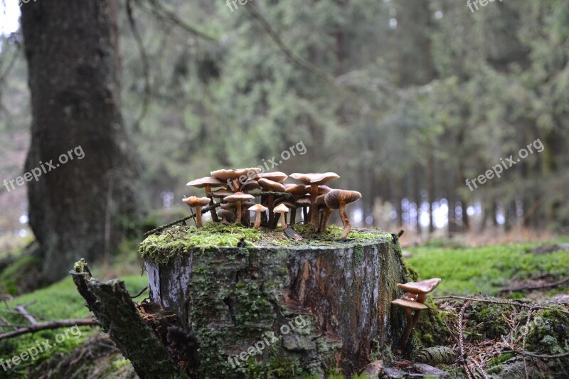 Mushrooms Forest Mushrooms Forest Floor Autumn Tree