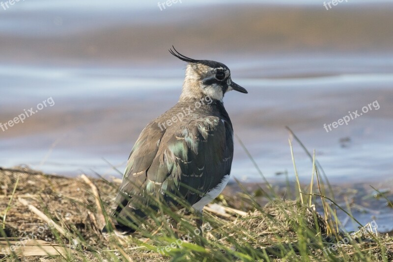 Vibe Bird Wader Vanellus Free Photos