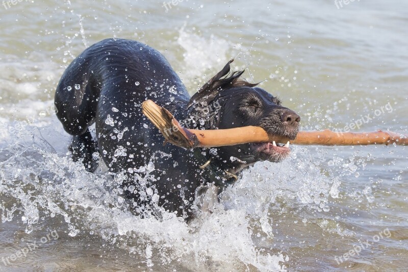 Dog Water Spatter Play Stick