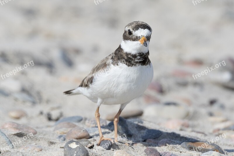 Bird Plover Wader Beach Hiaticula