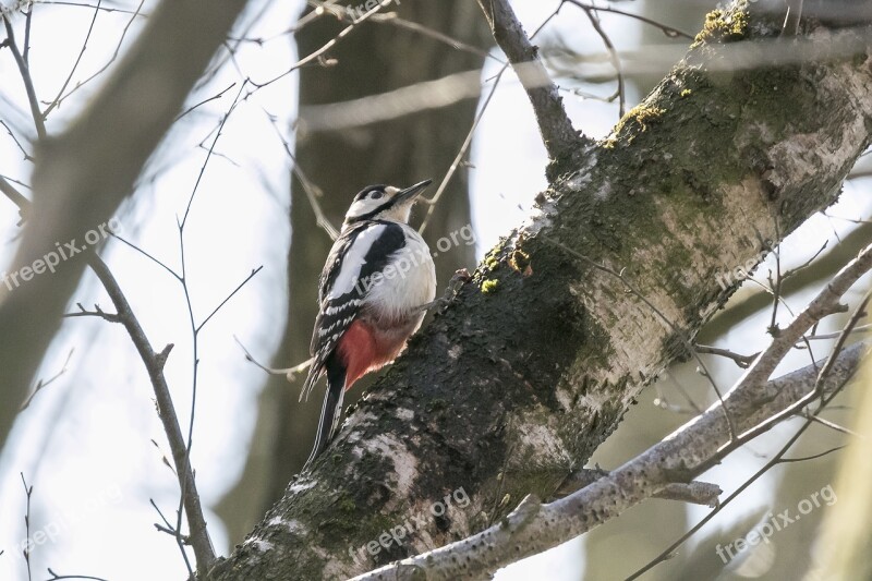 Bird Woodpecker Natural Major Free Photos