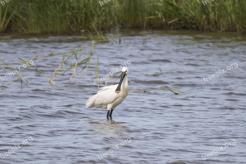 Bird Spoonbill Natural Wader Leucorodia