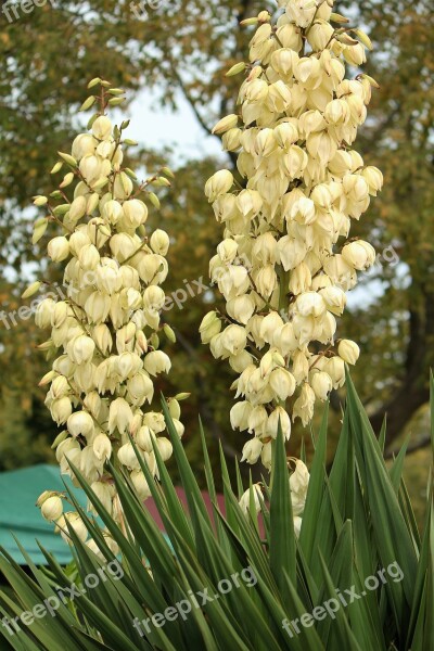 Palm Trees Blossom Bloom Exotic Alp Lily