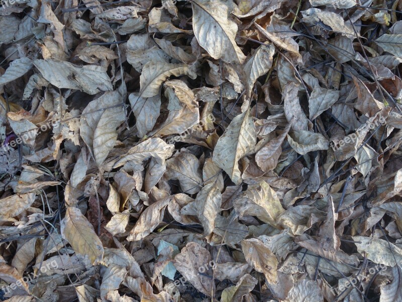 Leaves Dry Autumn Fall Foliage Pattern