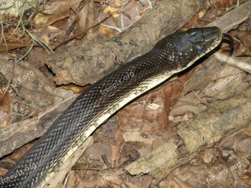 Black Rat Snake Reptile Macro Wildlife Nature