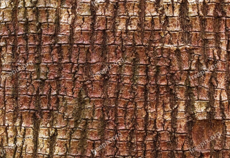 Bark Tree Mastic Pattern Wood