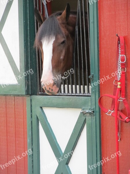 Horse Head Stall Mane Equine