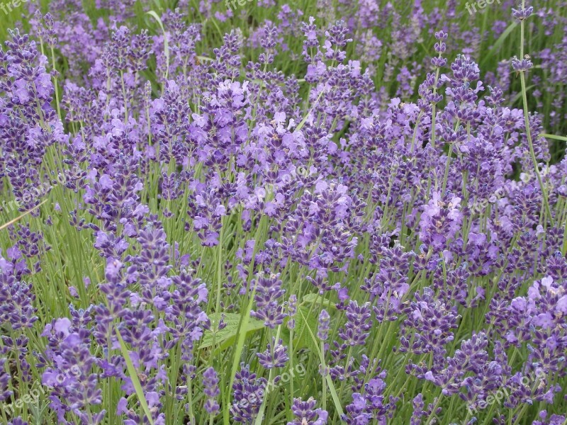 Lavender Summer Tihany Free Photos