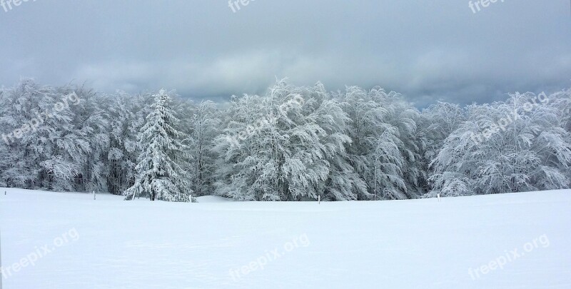 Forest Snow Winter Landscape Nature Free Photos