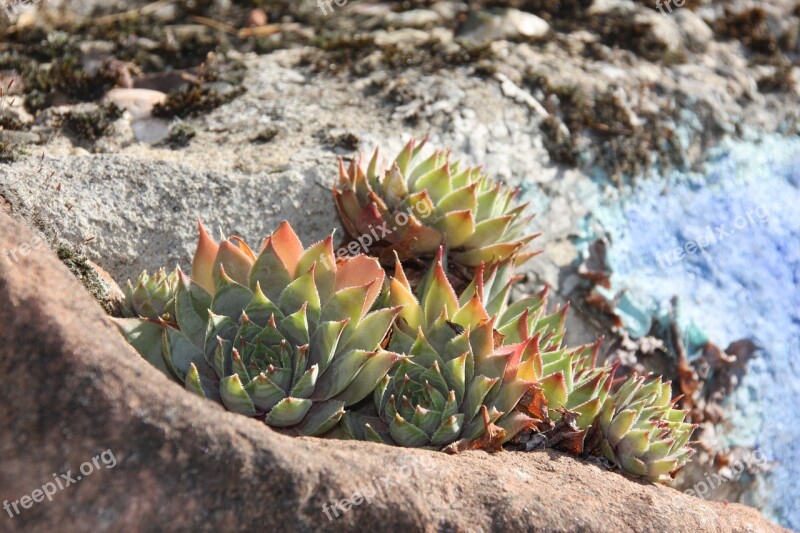 Stone Plants Houseleek Plant Stones Stone Garden