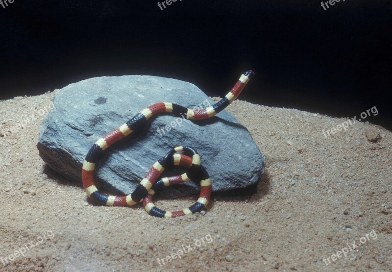 Western Coral Snake Reptile Wildlife Nature Venomous