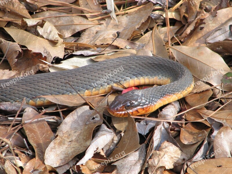 Red Bellied Watersnake Nonvenomous Ground Leaves Camouflage