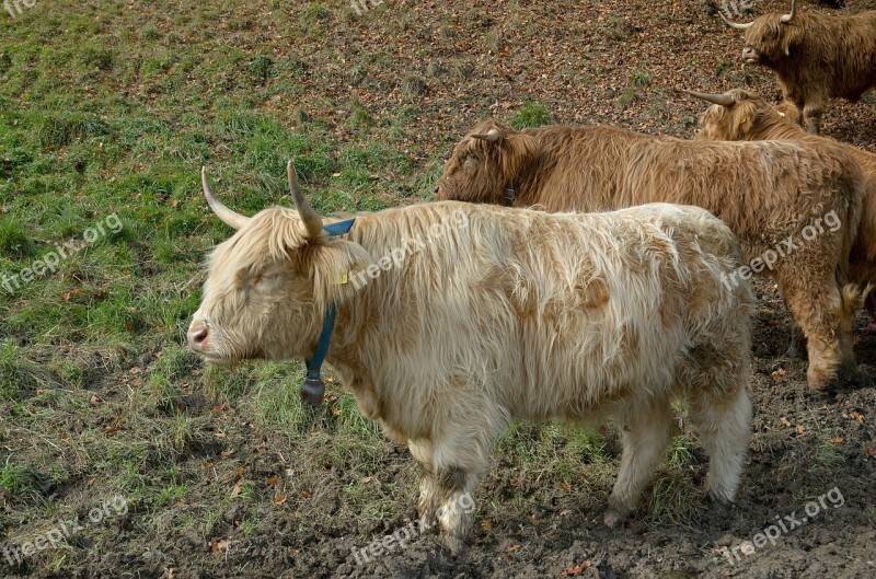 Highland Beef Cow Beef Shaggy Horns