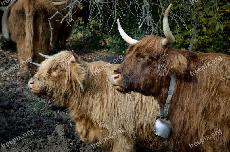 Highland Beef Cow Beef Shaggy Horns