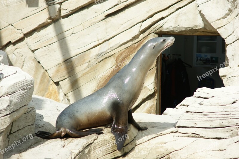 Seal Sea ​​lion Robbe Zoo Meeresbewohner